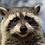 raccoon